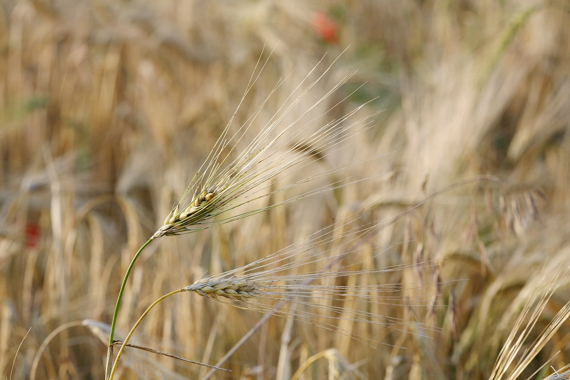 A barley ear; a modern grain photograph.