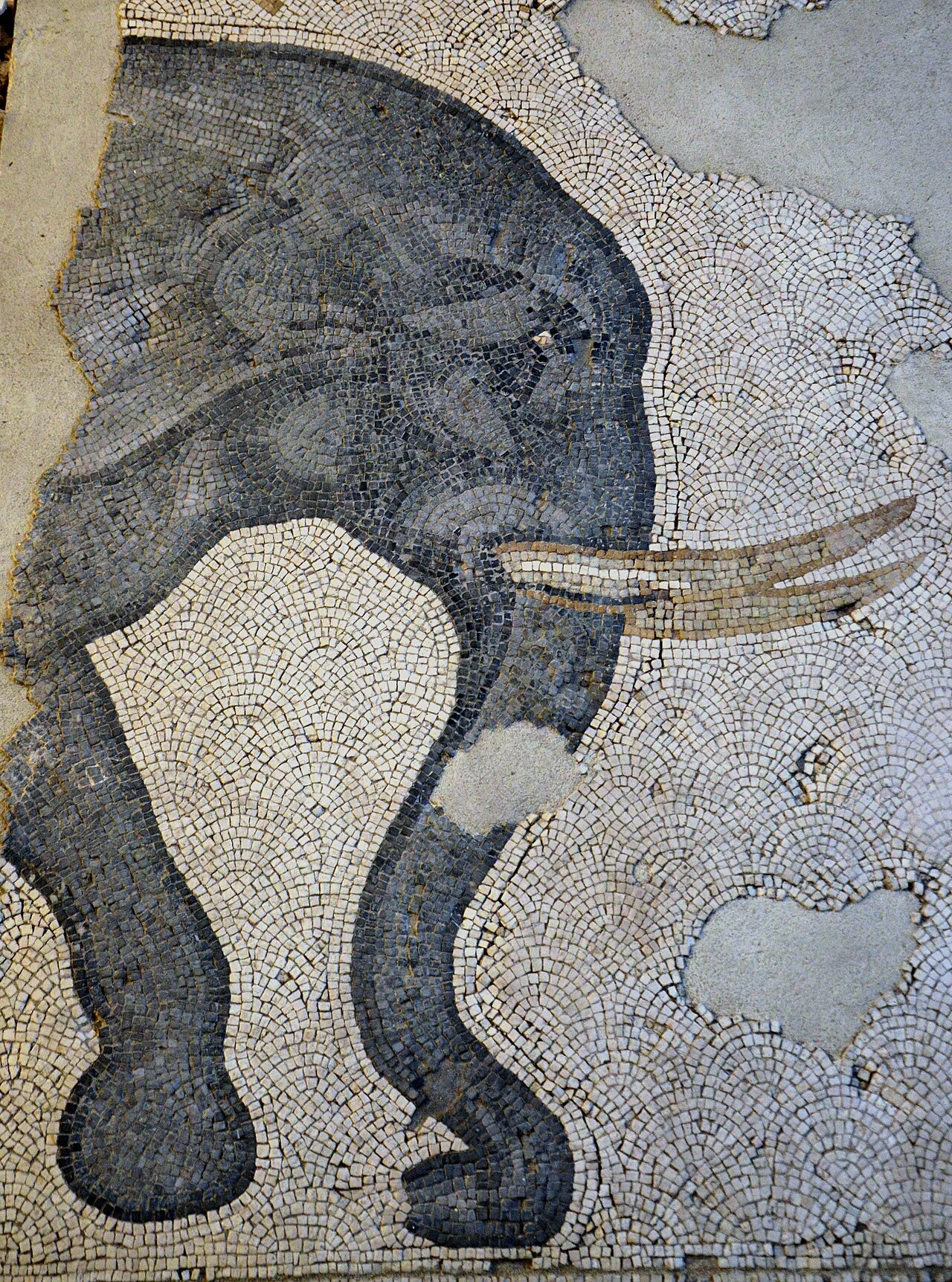 Detail of an elephant depicted in a Great Palace mosaic.
