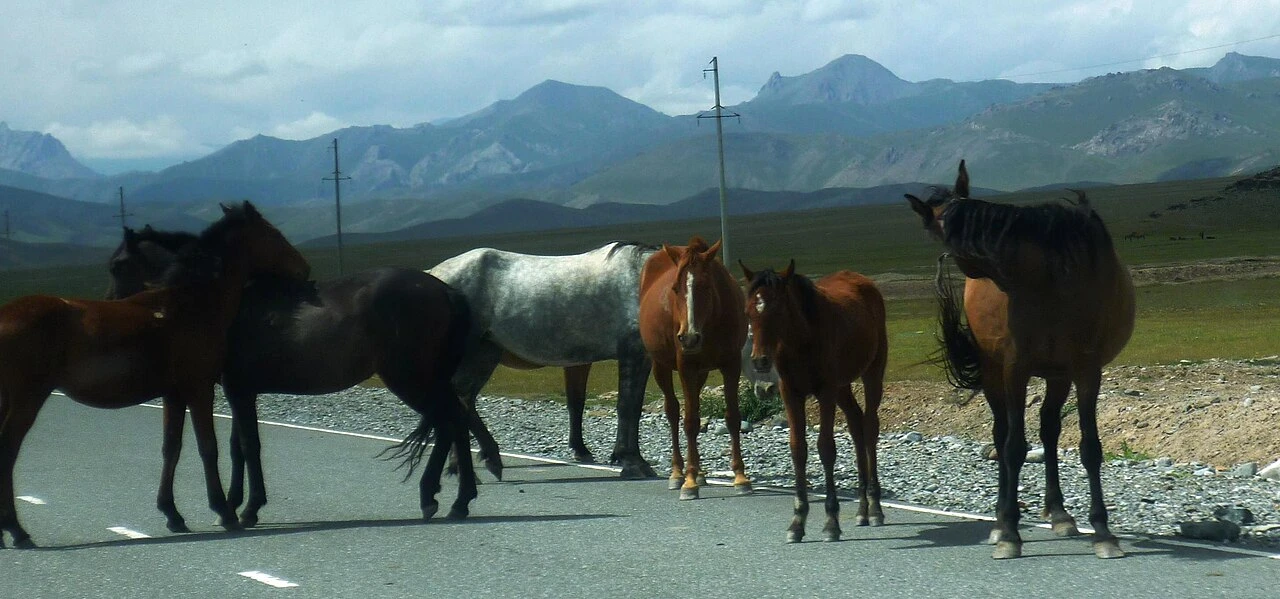 Horses in Alay District, Kyrgyzstan.