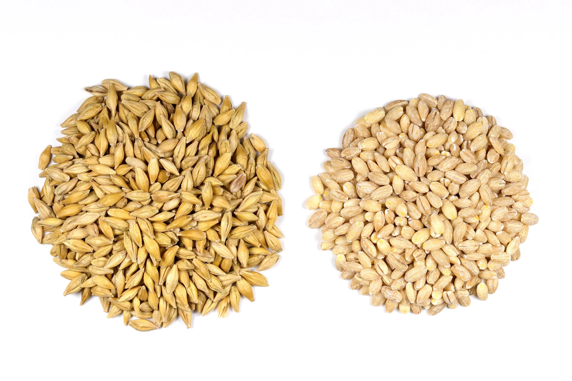 Barley grains; a modern ingredient photograph.